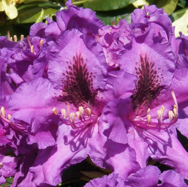 Рододендрон гибридный Азурро в тубе